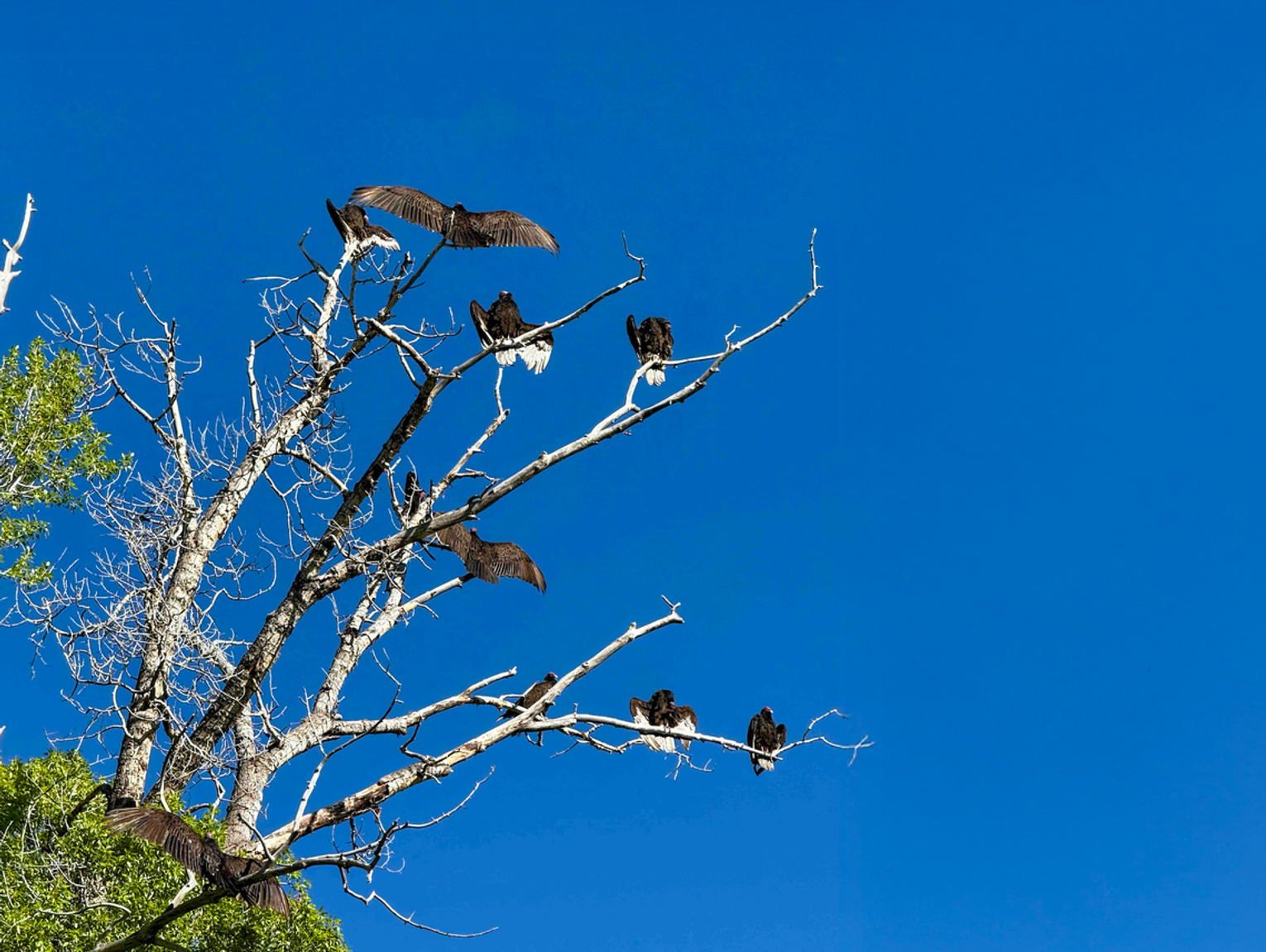 Ridgway's Vulture Culture